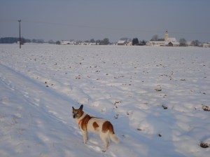 Nordic Walking über die Schneefelder mit Gasthund Arancio