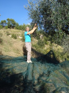 Olivenbäume stehen in den Marken gern in steilen Hängen!