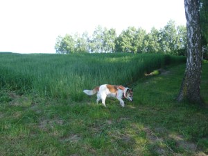 Morgenspaziergang mit Gast-Hund Arancio