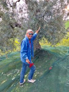 Bei der Olivenernte stehe ich ständig schräg - gutes Muskeltraining!