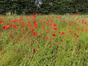 Stärkt die Seele: Klatschmohnwiese